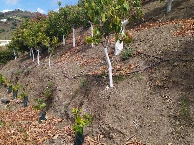 Parcela en venta en Frigiliana, Peñones