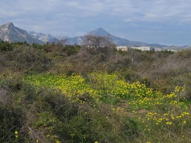 Parcela en venta en Gandia Valencia