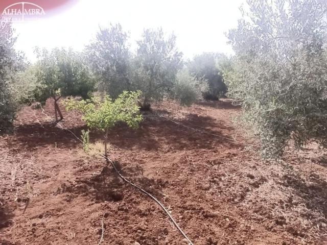 Parcela en venta en Gerena, Gerena