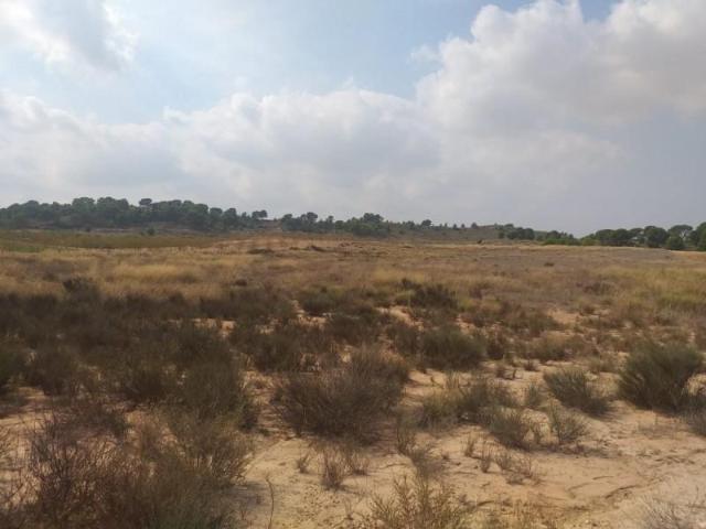 Parcela en venta en Jumilla, Jumilla