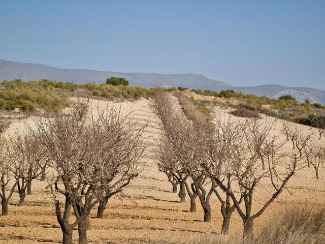 Parcela en venta en Jumilla Murcia