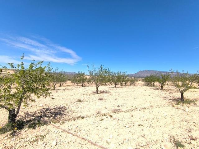 Parcela en venta en Jumilla Murcia