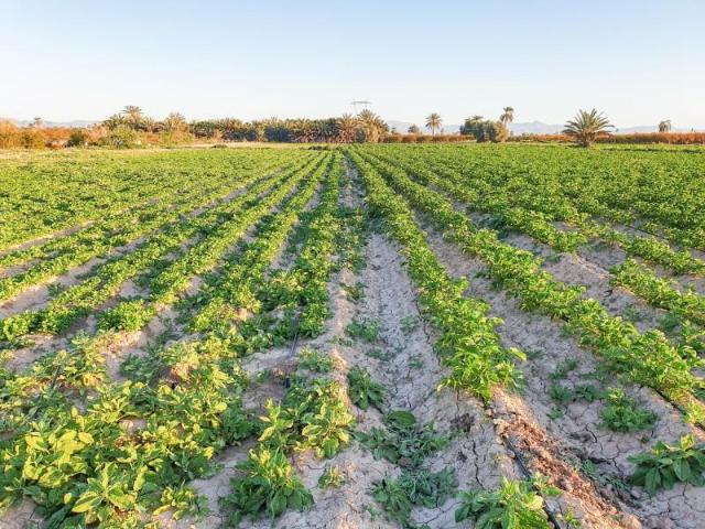 Parcela en venta en La hoya, La Hoya Daimes El Derramador