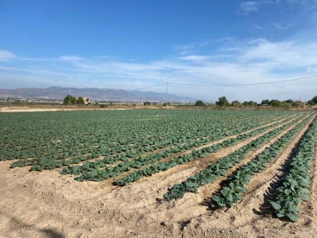 Parcela en venta en Lorca, Altobordo