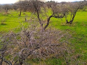 Parcela en Venta en purapel