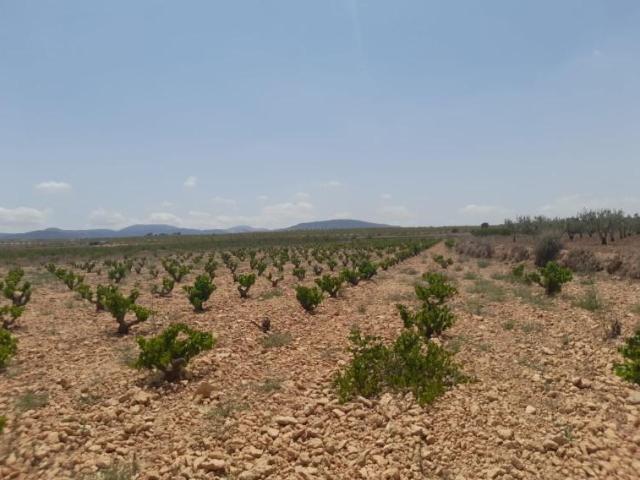 Parcela en venta en Pinoso, Comunidad valenciana