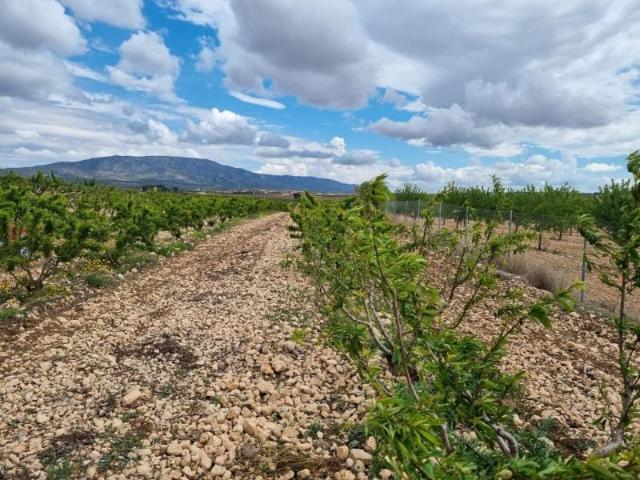 Parcela en venta en Pinoso, Pinoso