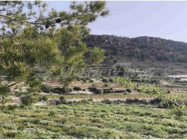 Parcela en Venta en Romana, La Alicante