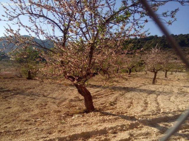 Parcela en Venta en Torremanzanas, Alicante