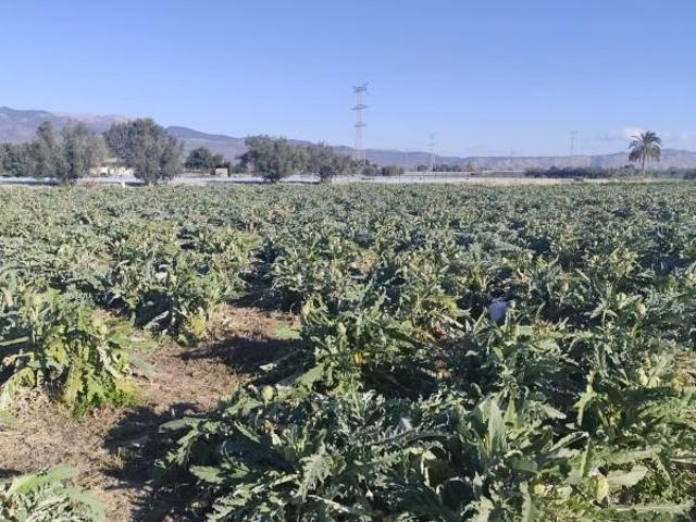 Terreno en venta en Totana, Totana
