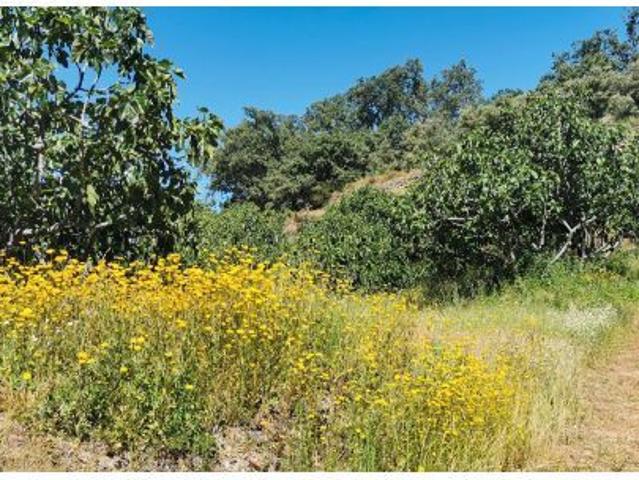 Parcela en Venta en Valverde de la Vera, Cáceres