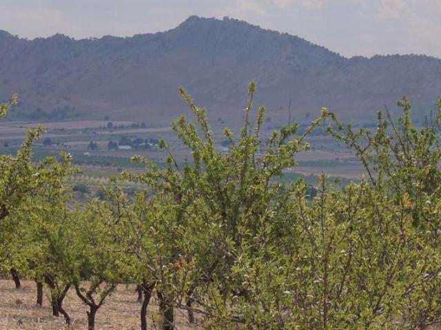 Parcela en venta en Yecla Murcia