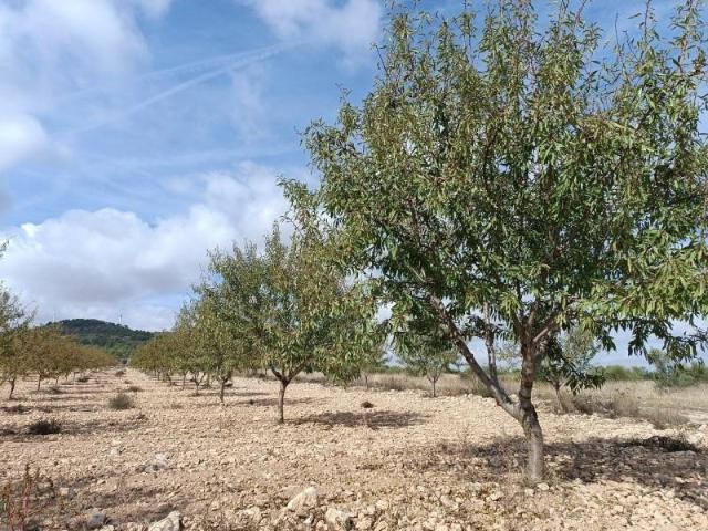 Parcela en venta en Yecla, Ayuntamiento