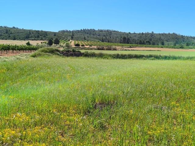 Parcela en venta en Yecla, Ayuntamiento