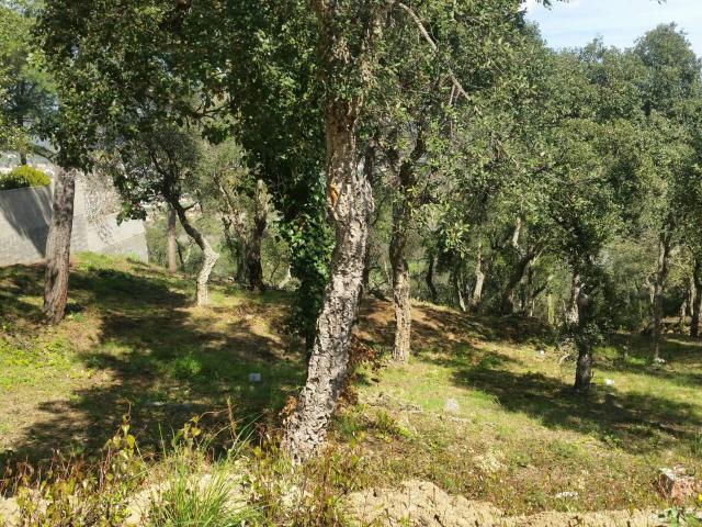 PARCELA EN VENTA SITUADA EN LA URBANIZACIÓN MAS PALLÍ DE CALONGE