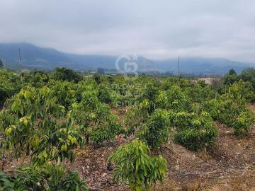 Parcela La Cruz Inversión Paltos en Proceso Productivo