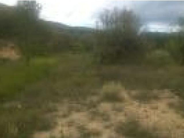 PARCELA PEGADA AL PUEBLO DE TORREMANZANAS /ARBOLES / 7.500 MTS