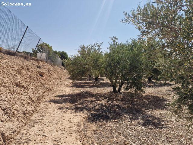 PARCELA PLANTADA DE OLIVOS A 5 MINUTOS DE CREVILLENTE