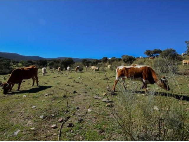 Parcela Rústica con Proyecto de Explotación Ganadera y Nave de Aperos 14,63 Ha