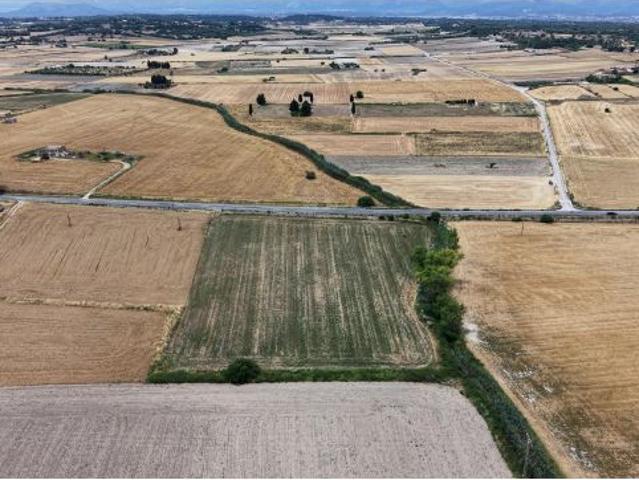 Parcela rústica agrícola de 12.500 m2 en Santa Margalida