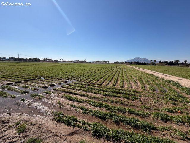 ? PARCELA RÚSTICA DE +10.000 m2 EN CATRAL ALICANTE