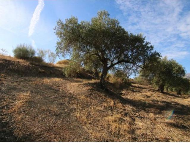 PARCELA RUSTICA DE OLIVOS CON POSIBLIDAD DE CONTRUIR CASA DE APERO 65M