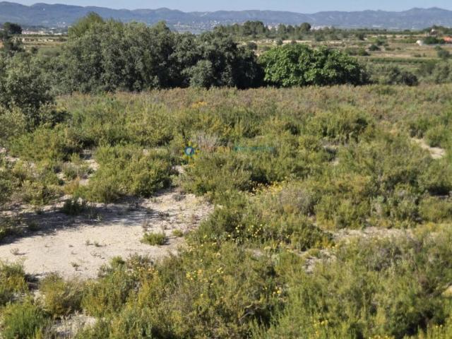 Parcela rústica de venta el El Palomar