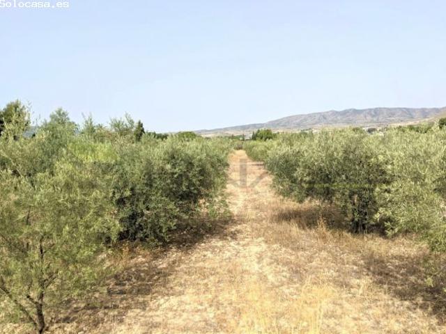 PARCELA RUSTICA EN CAMINO LOS DOLORES