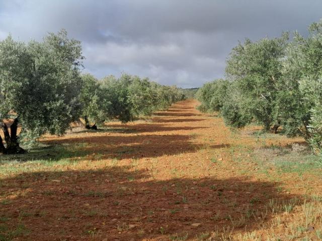 Parcela Rústica Venta Ciudad Real