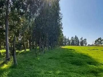 PARCELA RINCÓN DE PATAGUAS COLBUN