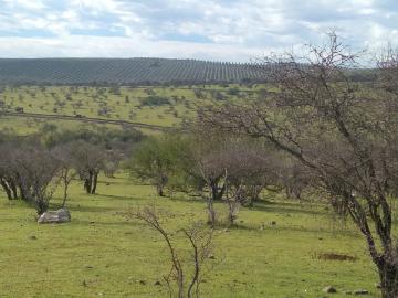 PARCELA SECTOR LINARES DE PERALES