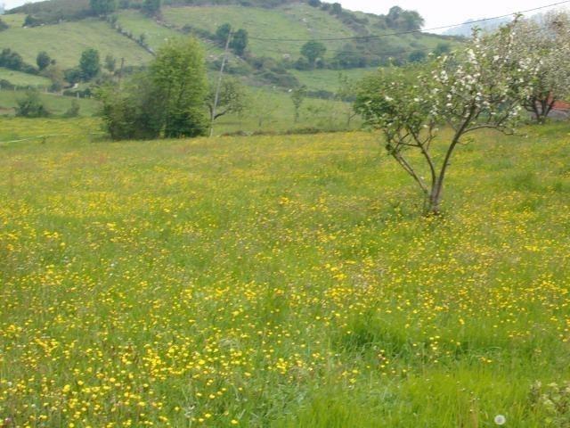 Parcela Urbana Venta Asturias