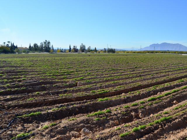 Parcela Venta Alicante
