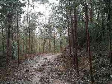 Parcela 3 hct Rio Lia, Santa Juana Bosque eucalyptu 22000000