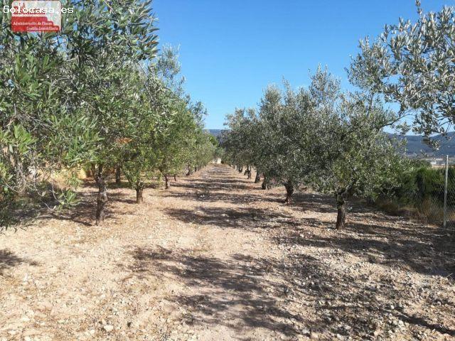 Parcela 4500m2, 39m2 contruido, a pocos metros de Ibi