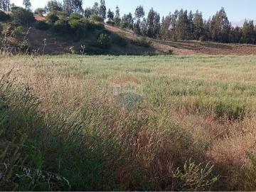 Parcelas Hualañé | venta | Parcela de 1,8 hectáreas con pozos de agua: CLP 105000. 00