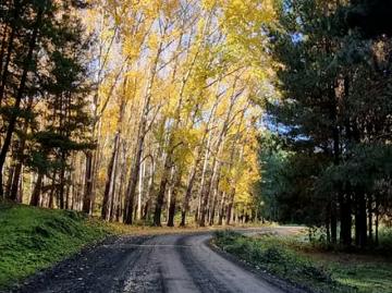 Parcelas Hualqui | venta | Hermoso Campo Con Bosque Nativo Y Vertientes 12 Hectáreas: CLP 140000. 00