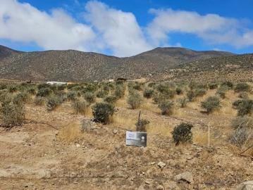 Parcelas la serena | venta | parcela en carmin del elqui: clp 50900. 00