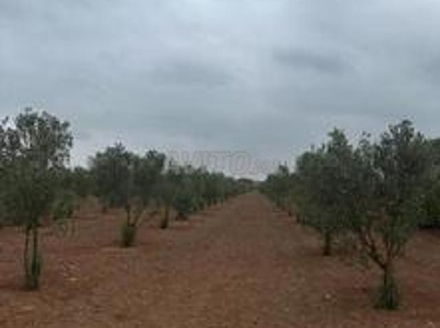 Parcelle 16 000 m2 Titrée