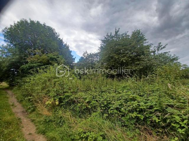 Parcelle de bois au calme