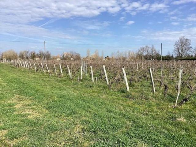 parcelles de vignes à Saint Emilion en bio dont le cépage ce compose de 70 % de merlots et 30 % de cabernets francs
