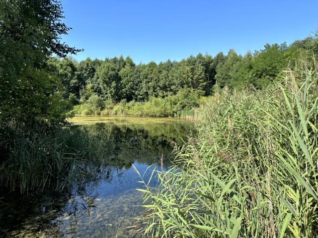 Parkowa 1 500 m², Wiktorów