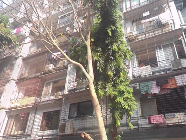 Parshwa Kunj 3 Bedroom 2000 Sq. Ft. Apartment in Babulnath Mumbai Listing ID: #10015