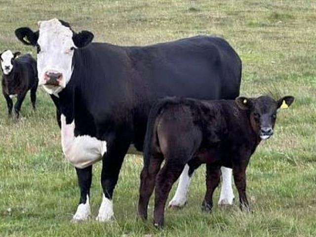 Pasture For Rent Approx 70 Acres