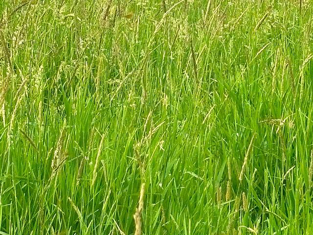 Pasture/land For Sale