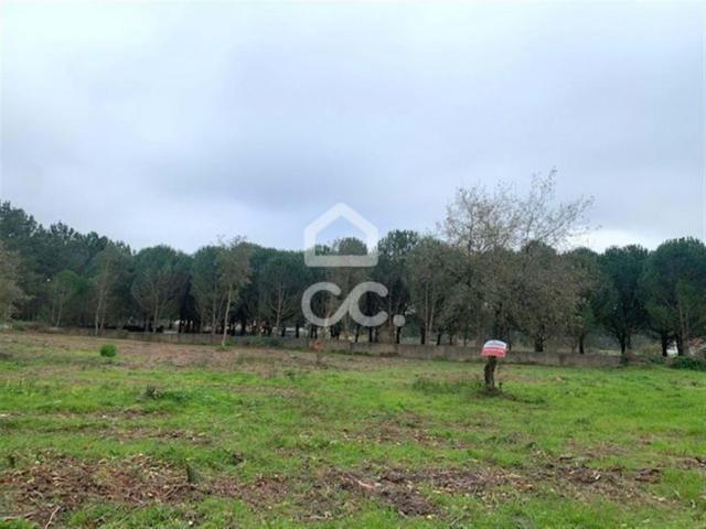 PATAIAS Leiria 81268266
