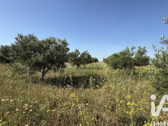Paulhan Vente Terrain 34