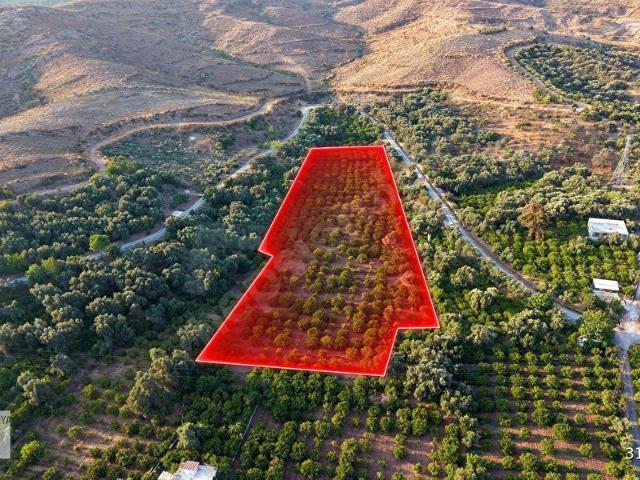 Ürkmez Payamlı 8.829 m2 Zeytin Ağaçlı Tarla