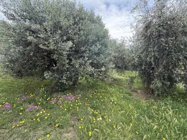 Pentalocale in vendita a Rosignano Marittimo