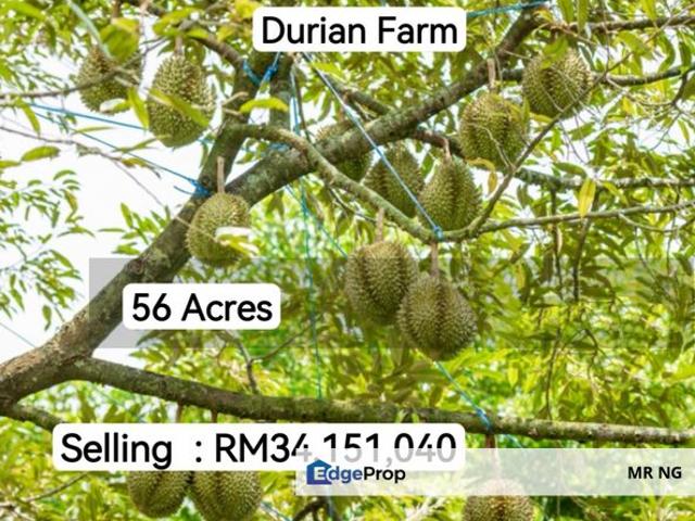 Penang Teluk Kumbar Durian farm